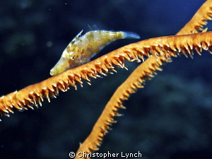 slender filefish by Christopher Lynch 